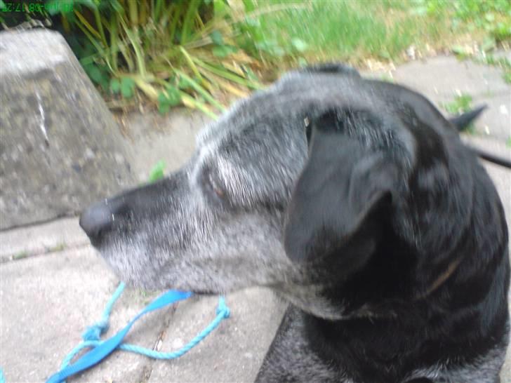 Labrador retriever Victor RIP - stadig på terassen ... billede 8