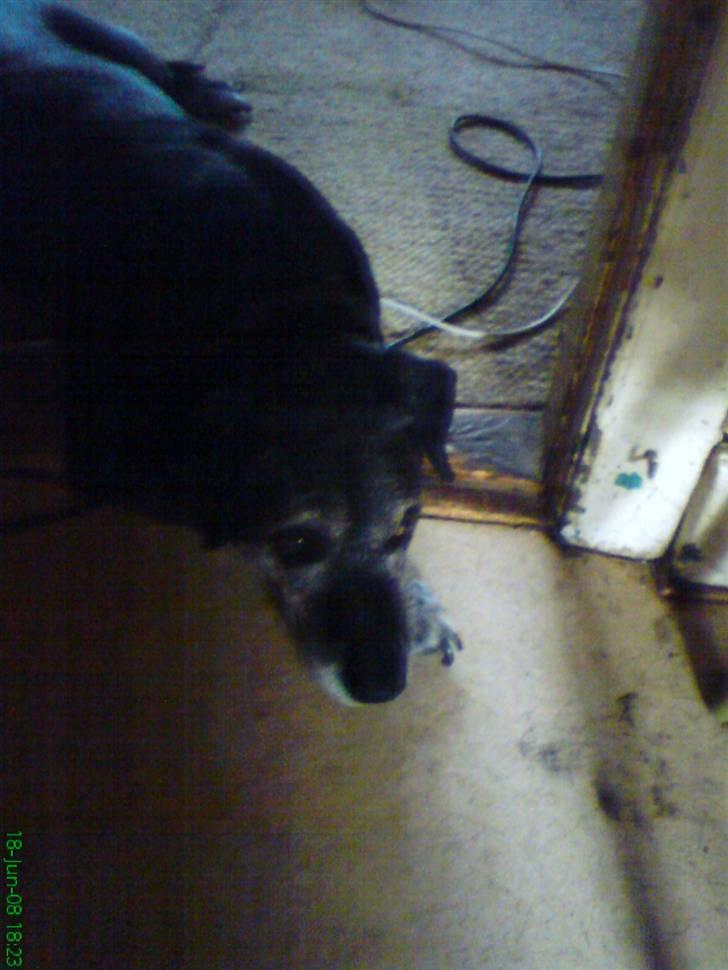 Labrador retriever Victor RIP - er det ikk på høje tid at jeg får noget mad? billede 9