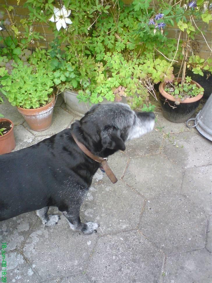 Labrador retriever Victor RIP - wii ud på terassen igeen :p billede 10