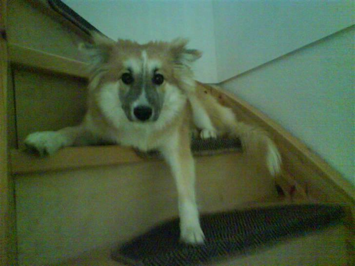 Islandsk fårehund Mikkel billede 2