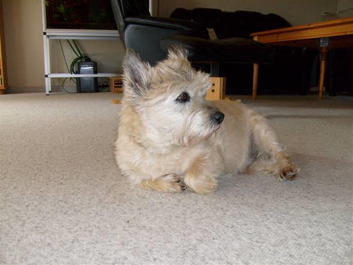 Cairn terrier »  Bonzo « billede 15