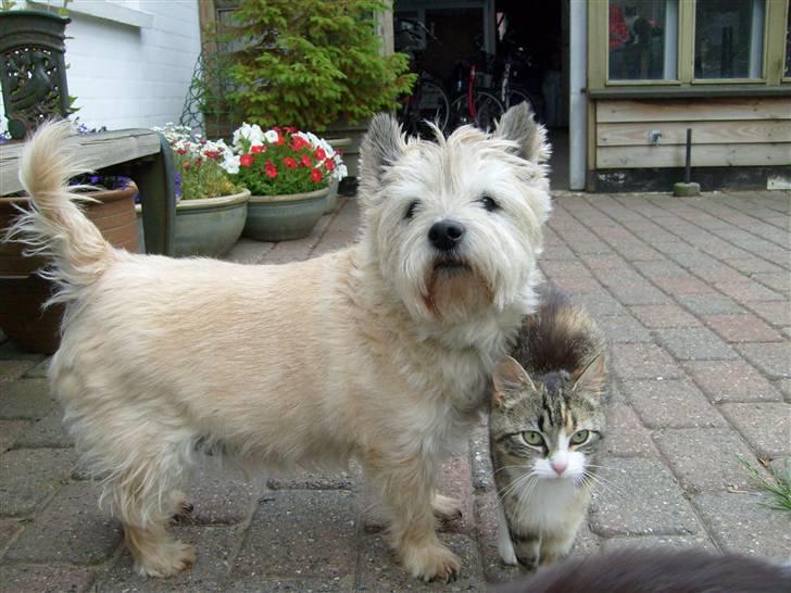 Cairn terrier »  Bonzo « billede 16