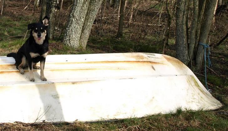 Finsk hyrdehund Fjällfarmens Kiivah - Skal vi ikke ud og sejle? billede 16