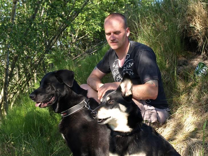 Finsk hyrdehund Fjällfarmens Kiivah billede 17