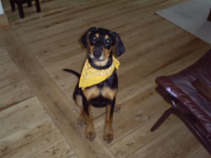 Blanding af racer Jensen.. billede 6