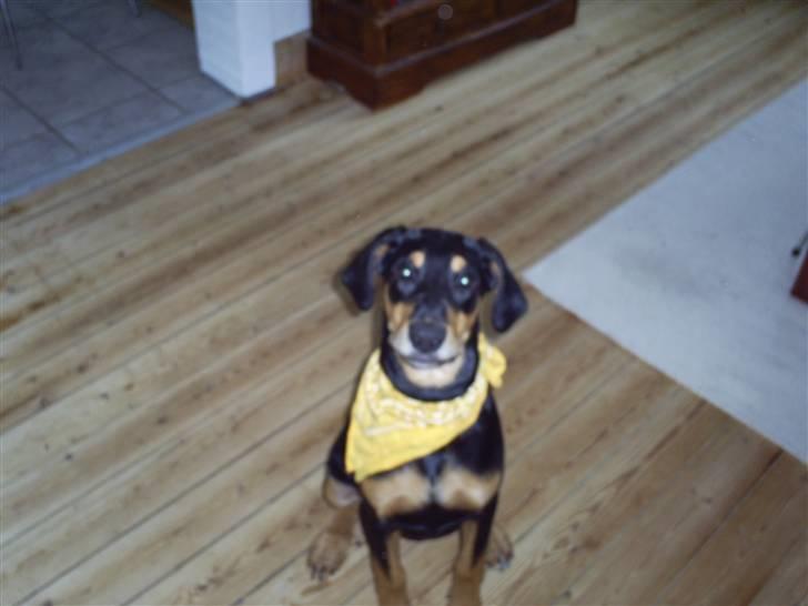 Blanding af racer Jensen.. billede 7