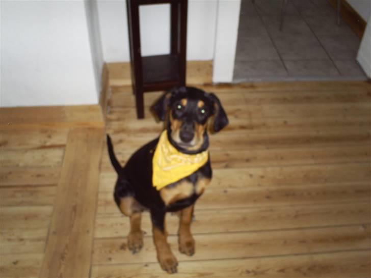 Blanding af racer Jensen.. billede 8