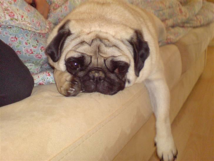 Mops Loui - ligger lige og nyder livet på sofaen billede 7