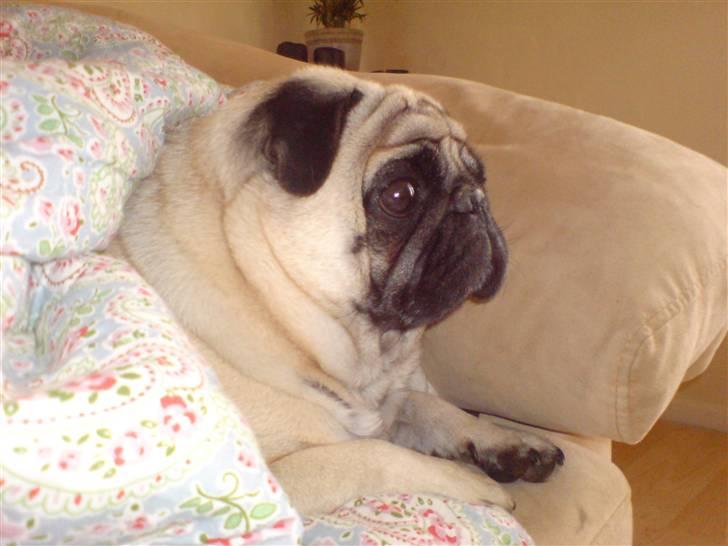 Mops Loui - ..har også fået tæppe på nu billede 8