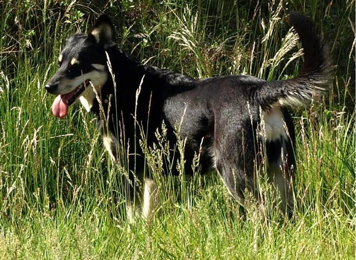 Finsk hyrdehund Fjällfarmens Kiivah - Søde Kiivah billede 18