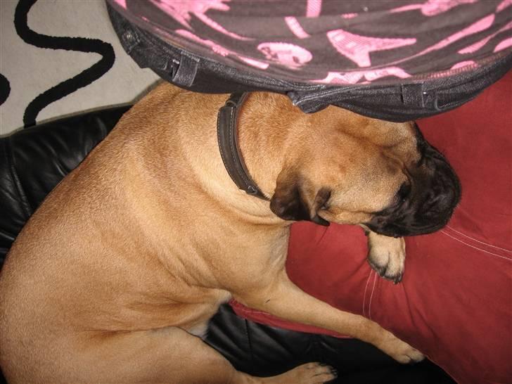 Bullmastiff cleopatra of mastiff. fie R.I.P. - det bedste jeg ved. :) ZzZzZzzzzz billede 6