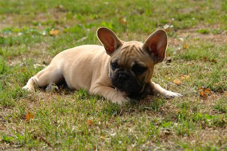 Fransk bulldog Dolly Du Vallon billede 7