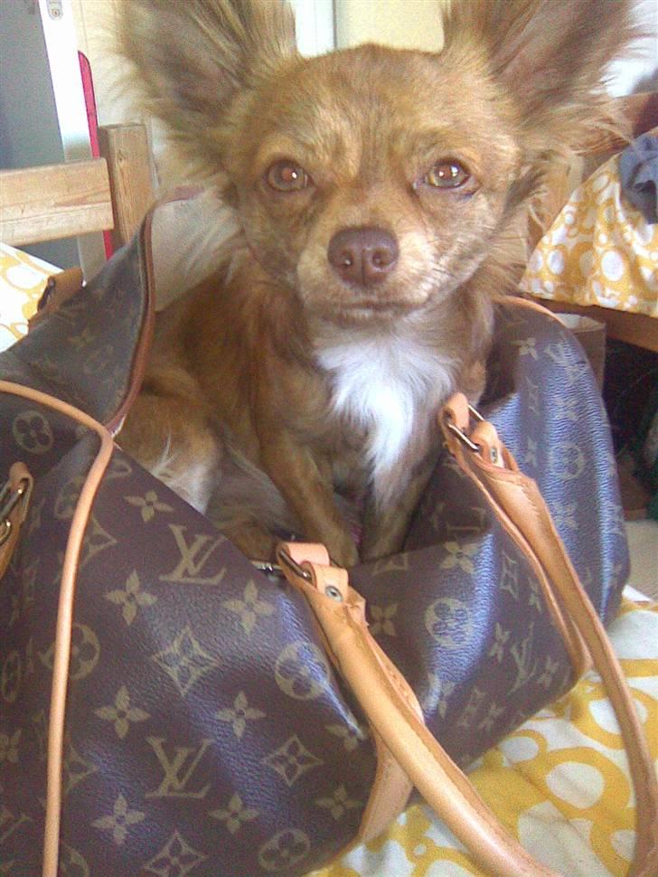 Chihuahua Amigo billede 1