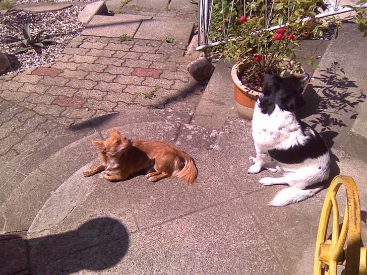 Chihuahua Amigo billede 2