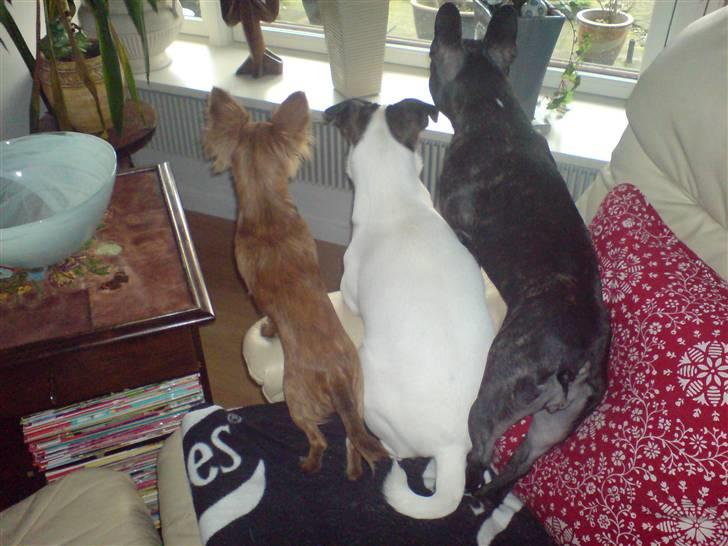 Chihuahua Amigo - Amigo, Electra og Bacardi billede 3