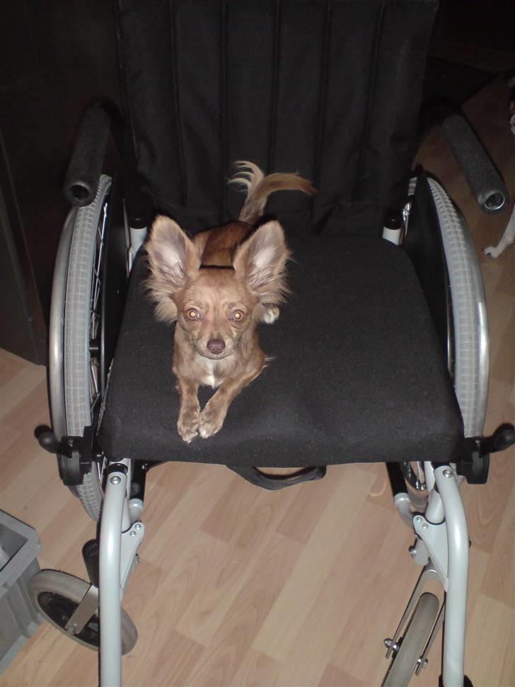 Chihuahua Amigo billede 4