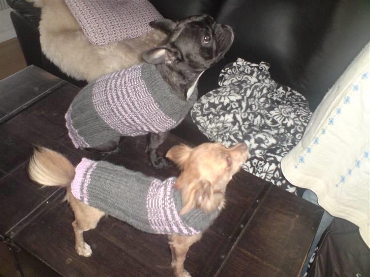 Chihuahua Amigo - Amigo og Bacardi billede 5