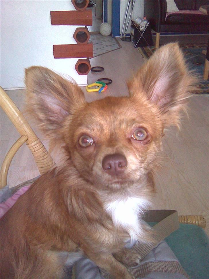 Chihuahua Amigo billede 6