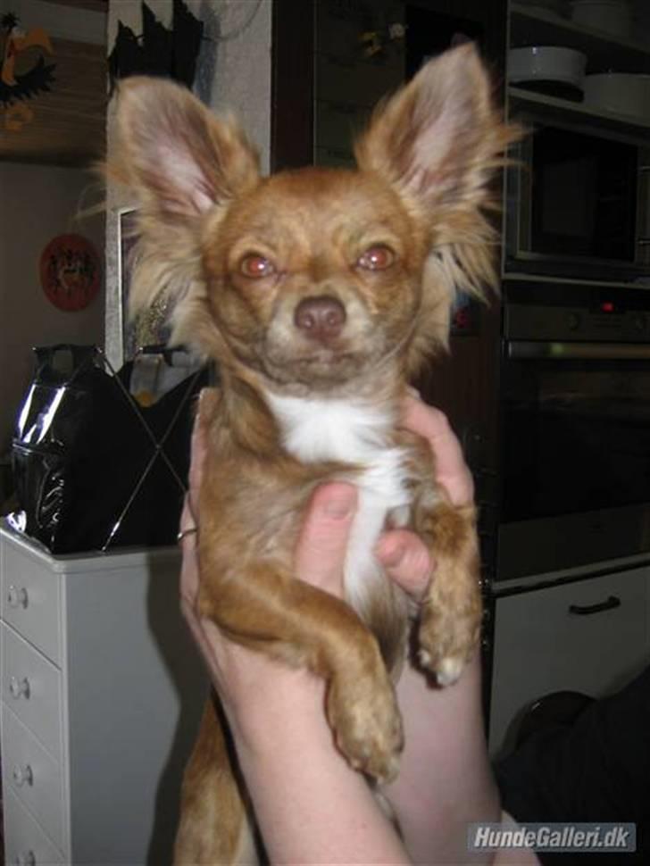 Chihuahua Amigo billede 7