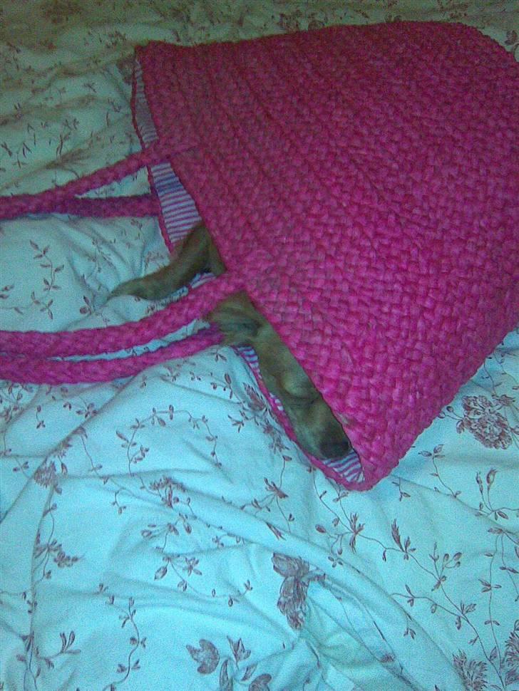 Chihuahua Amigo billede 8