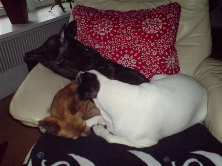 Chihuahua Amigo - Putning - Amigo, Bacardi og Electra billede 9