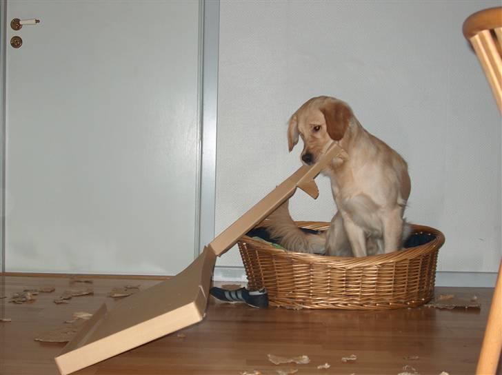 Golden retriever Nova billede 19