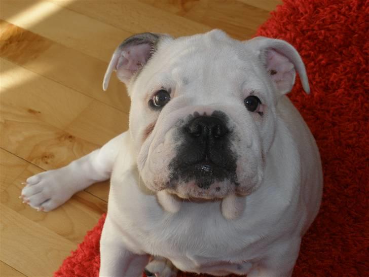 Engelsk bulldog Szhirley - ...Ta´ nu det billede moar!!... billede 10