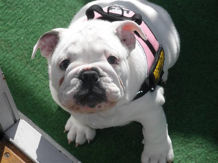 Engelsk bulldog Szhirley - Modelbillede med min nye sele :D billede 12
