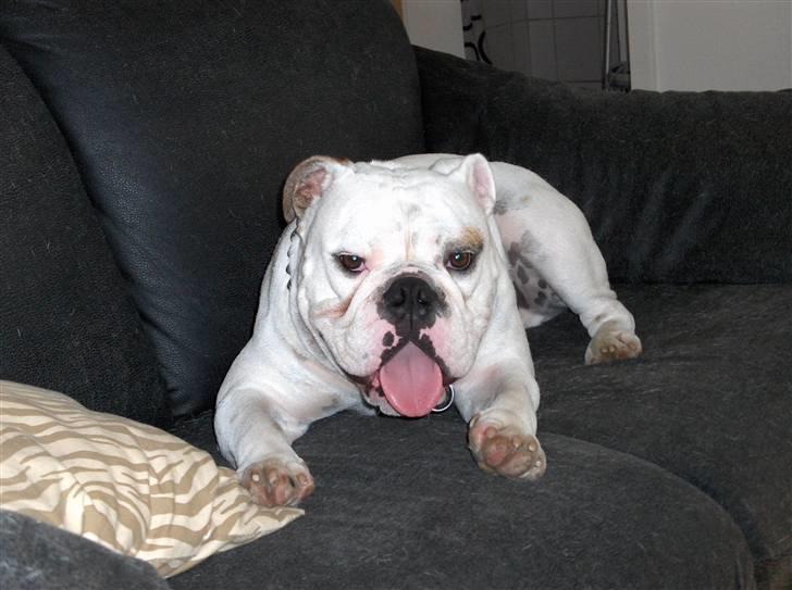 Engelsk bulldog Victor billede 13