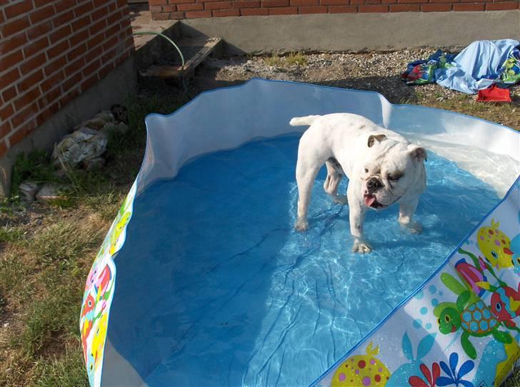 Engelsk bulldog Victor billede 14