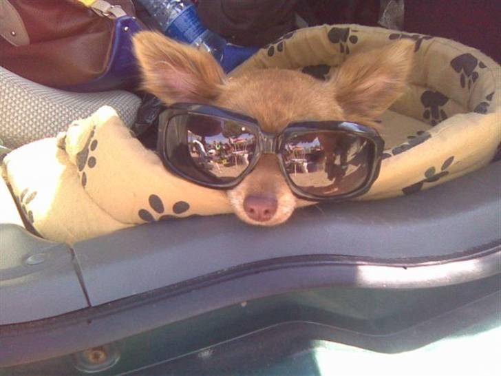 Chihuahua Amigo - Amigo sommer klar :) billede 10