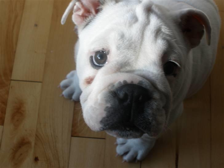 Engelsk bulldog Szhirley - ...Hvaaaa nu ??... billede 14