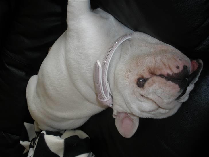 Engelsk bulldog Szhirley - Elsker osse at ligge med hovedet ned når jeg sover :) billede 15