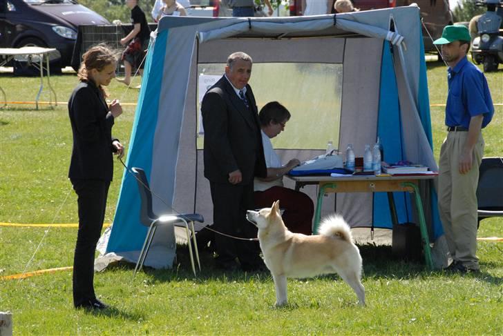 Norsk buhund Gimli -Mies egen bjergged - Se Dét kaldes kontakt ;)  billede 19