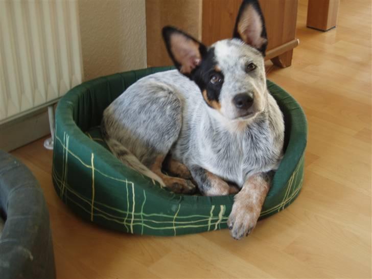 Australsk cattledog Archi - 15 uger...hmmmm...skal nok snart have en ny kurv :-) billede 8