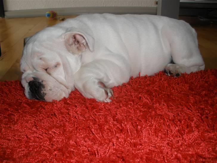 Engelsk bulldog Szhirley - Tager lige en lille lur på gulvtæppet.. billede 17