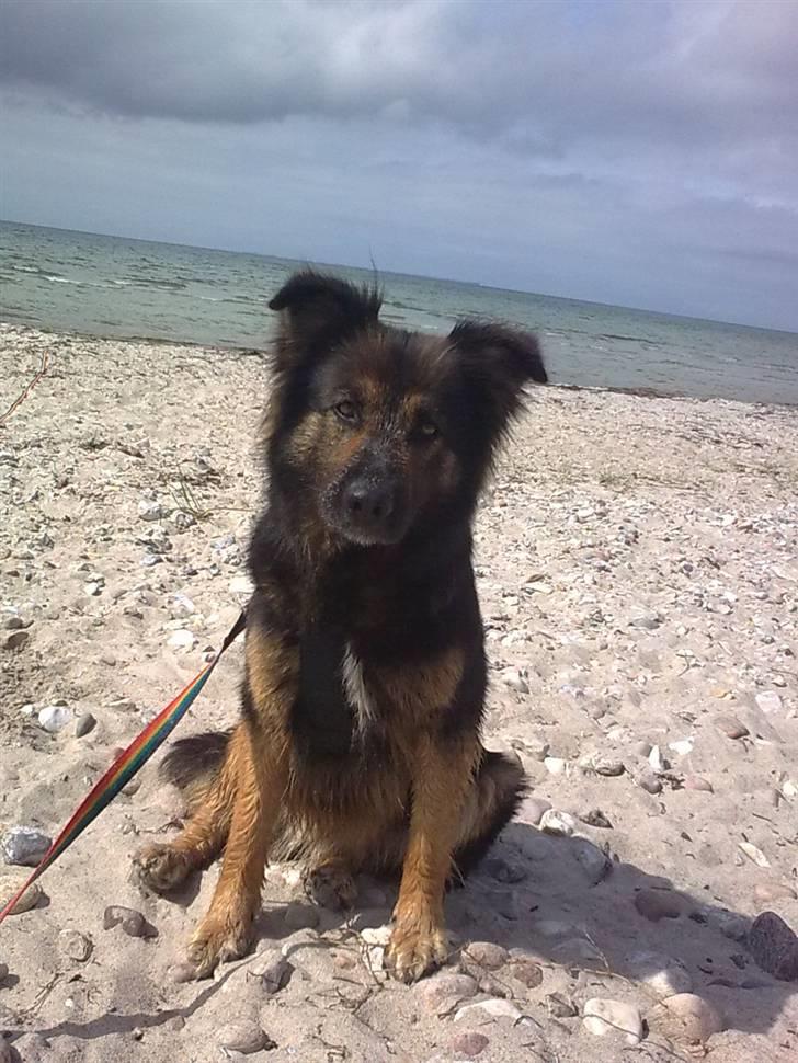 Schæferhund Nejja <3 - Nyeste billede af min pige billede 1