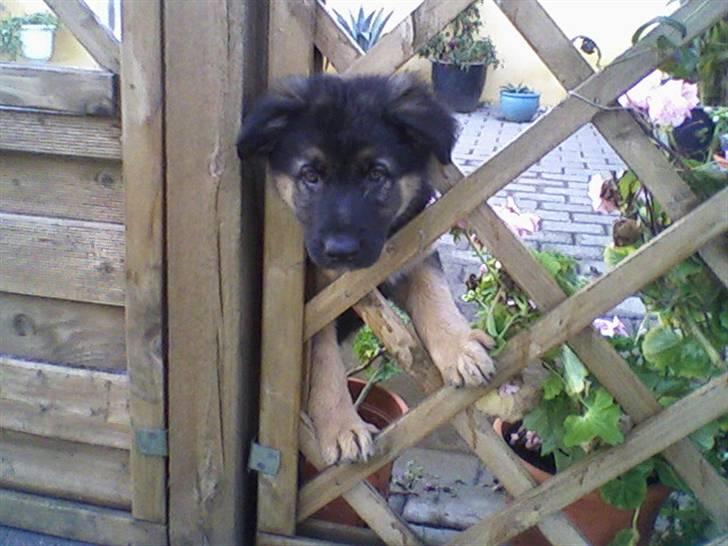 Schæferhund Nejja <3 billede 2