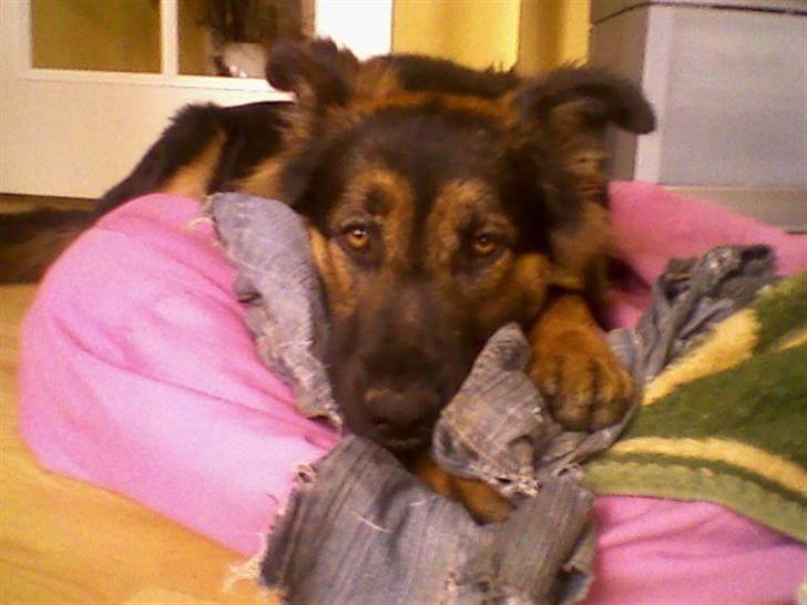 Schæferhund Nejja <3 - jeg elsker det udtryk :´) billede 3