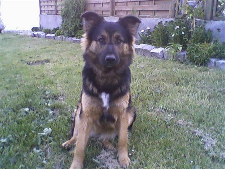 Schæferhund Nejja <3 billede 4