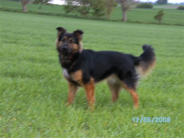 Schæferhund Nejja <3 - ude i marken (: - VIDUNDERLIG hale :D billede 5