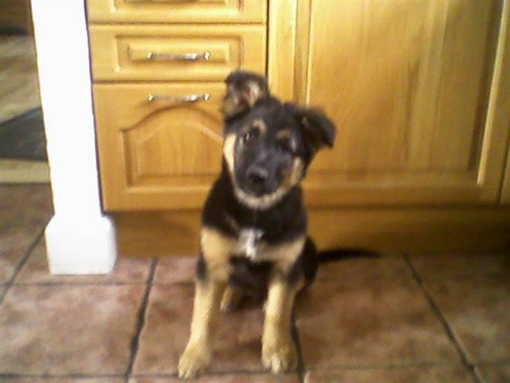 Schæferhund Nejja <3 - hvalp. - knækøre s; billede 6