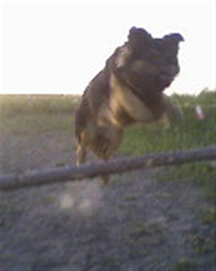 Schæferhund Nejja <3 billede 7