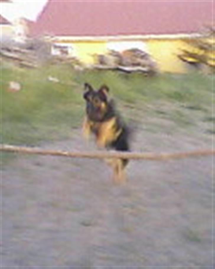 Schæferhund Nejja <3 billede 8