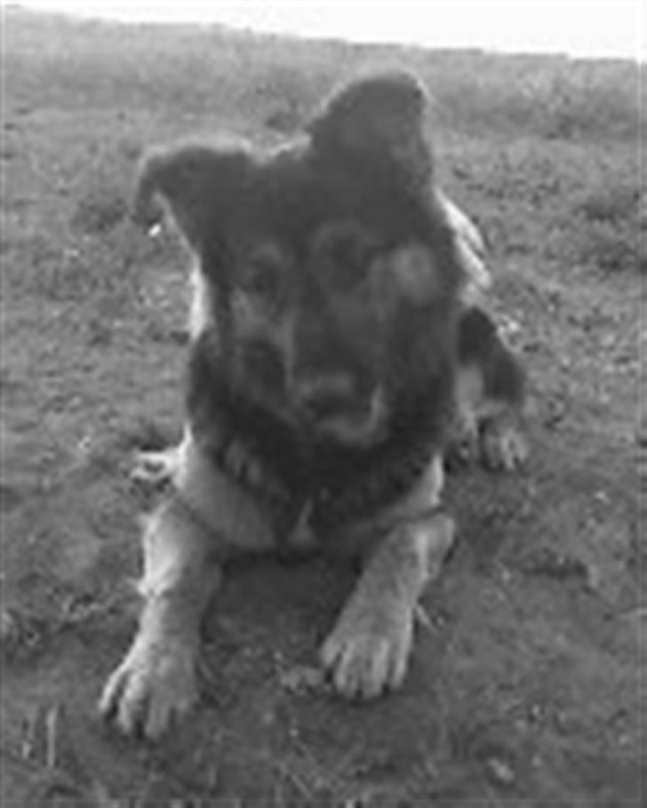 Schæferhund Nejja <3 billede 9