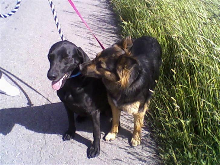 Schæferhund Nejja <3 - nejja og gizmo. kyskys :b billede 10