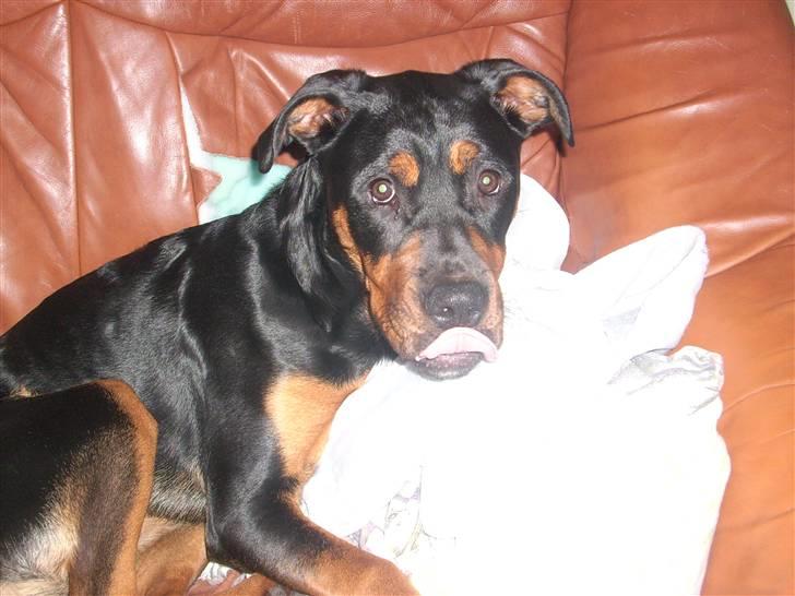 Blanding af racer Fraya R.I.P 26/4-2011 - jeg rækker lige tunge til kamaraet billede 12