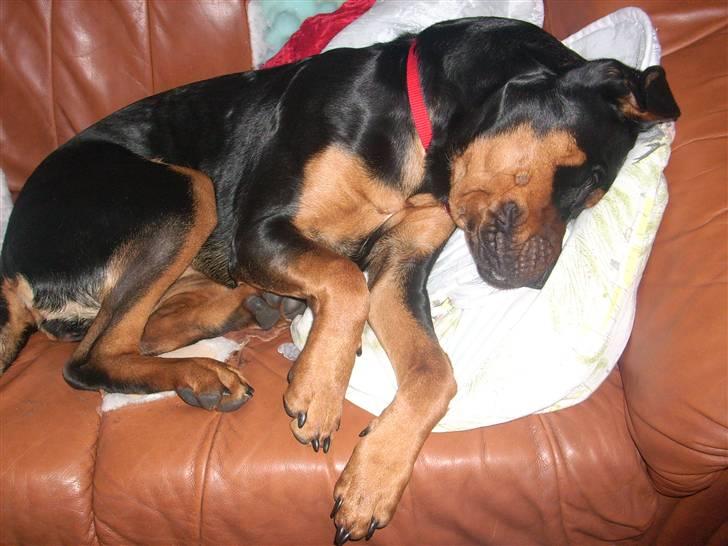 Blanding af racer Fraya R.I.P 26/4-2011 - det er rart med en lille lur på fifaen billede 13