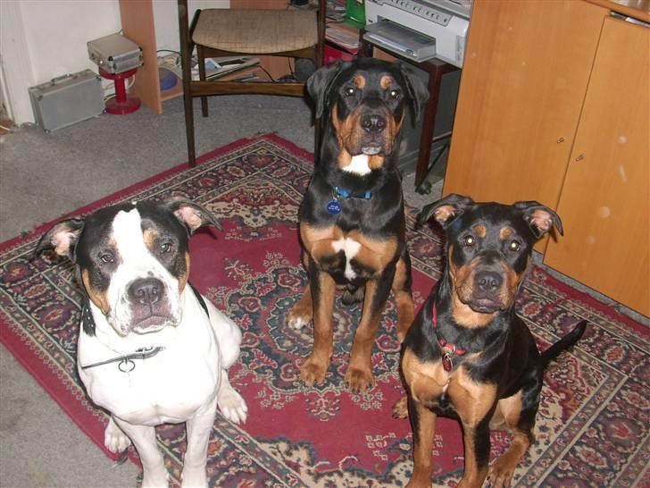 Blanding af racer Fraya R.I.P 26/4-2011 - far Djanco, bror Bamse og mig Fraya der lige var model billede 14