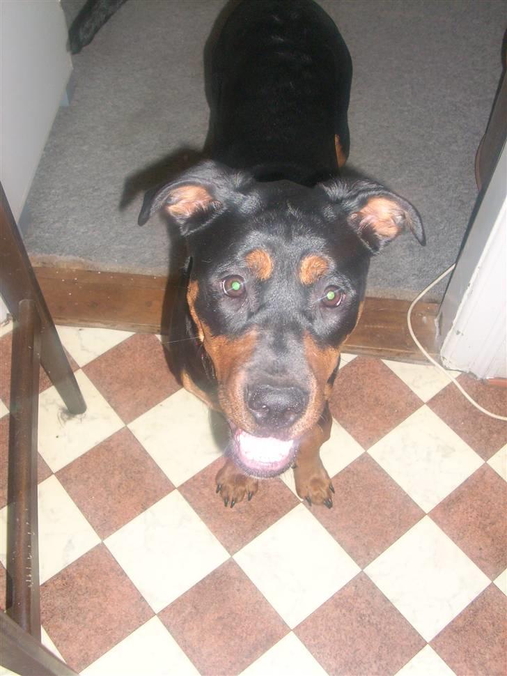 Blanding af racer Fraya R.I.P 26/4-2011 - der er du :-) billede 15